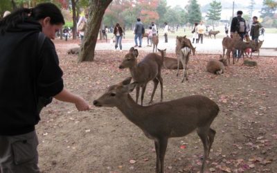 Oh Deer!