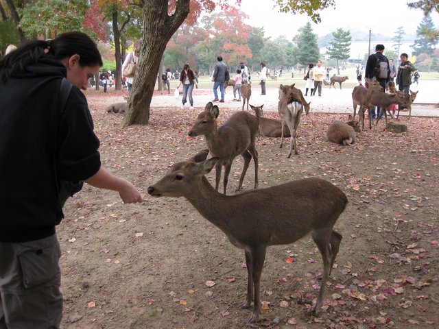 Oh Deer!